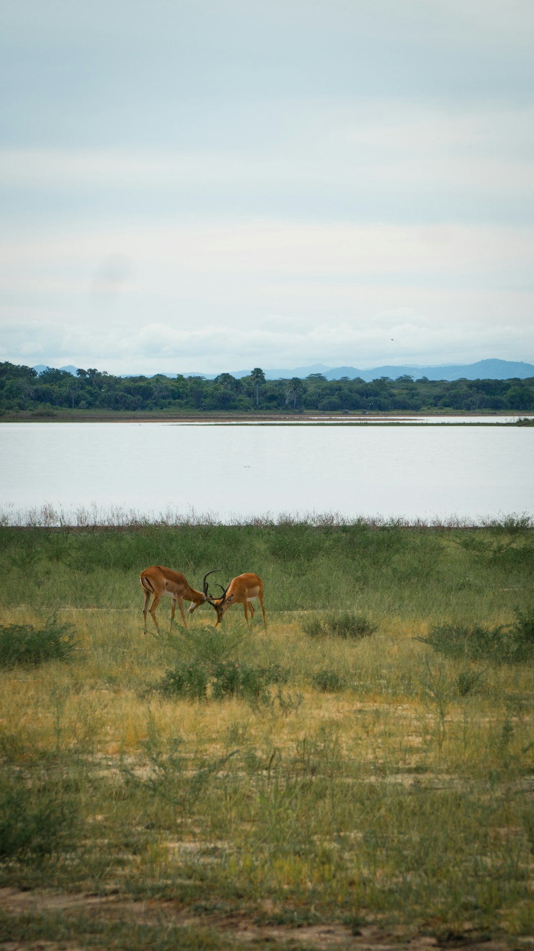 What are the legal steps involved in offering New York land for money?