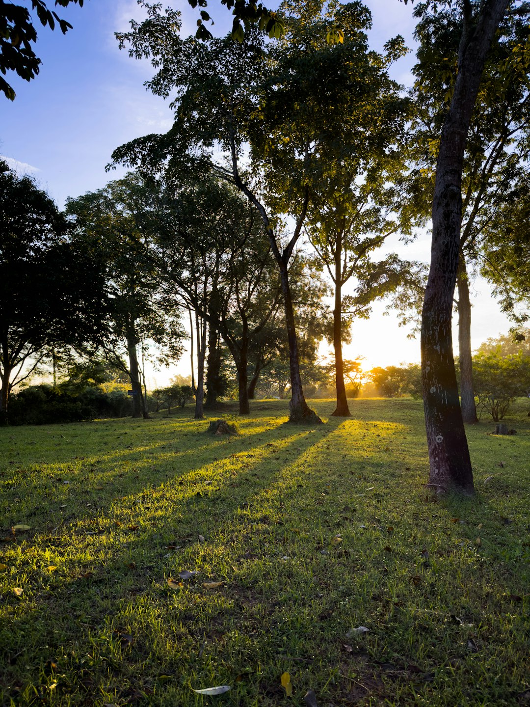 Unveiling the Tax Advantages for Louisiana Landowners