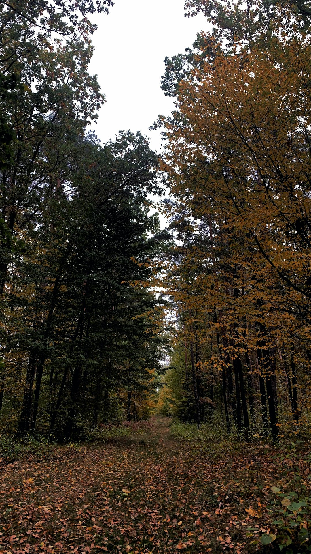 Sorts Of Land Available in Texas